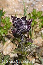 Bartsia alpina (F298592) Bartsia alpina (F298592)