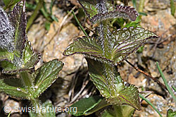 Bartsia alpina (F298593) Bartsia alpina (F298593)