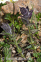 Bartsia alpina (F298594) Bartsia alpina (F298594)