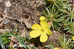 F298596: Goldprimel (Androsace vitaliana)