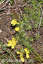 F298598: Goldprimel (Androsace vitaliana)