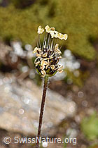 F298599: Berg-Wegerich (Plantago atrata)