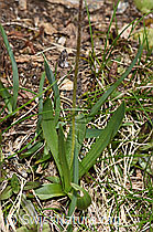 F298600: Berg-Wegerich (Plantago atrata)