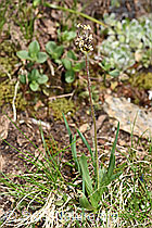 F298602: Berg-Wegerich (Plantago atrata)
