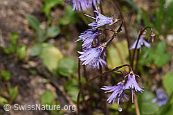 Soldanella alpina (F298604) Soldanella alpina (F298604)