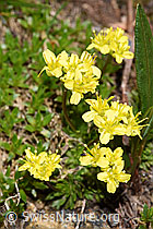 F298608: Immergrünes Felsenblümchen (Draba aizoides)