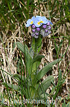 F298611: Alpen-Vergissmeinnicht (Myosotis alpestris)