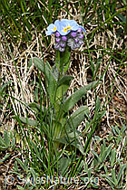 F298612: Alpen-Vergissmeinnicht (Myosotis alpestris)