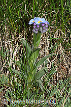 F298613: Alpen-Vergissmeinnicht (Myosotis alpestris)