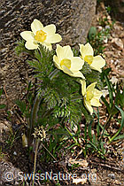 F298616: Schwefel-Anemone (Pulsatilla alpina ssp. apiifolia)