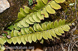 Polystichum lonchitis (F298619)