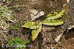 Lanzenfarn (Polystichum lonchitis) (F298621)
