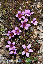 Saxifraga oppositifolia (F298622) Saxifraga oppositifolia (F298622)