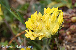 F298633: Alpen-Wundklee (Anthyllis vulneraria ssp. alpestris)