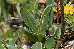 F298634: Alpen-Wundklee (Anthyllis vulneraria ssp. alpestris)