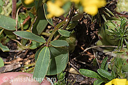F298639: Alpen-Wundklee (Anthyllis vulneraria ssp. alpestris)