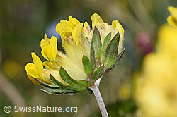 F298641: Alpen-Wundklee (Anthyllis vulneraria ssp. alpestris)