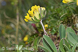 F298642: Alpen-Wundklee (Anthyllis vulneraria ssp. alpestris)
