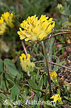 F298643: Alpen-Wundklee (Anthyllis vulneraria ssp. alpestris)