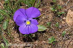 F298646: Langsporniges Stiefmütterchen (Viola calcarata)