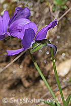 F298647: Langsporniges Stiefmütterchen (Viola calcarata)