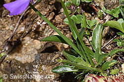 F298648: Langsporniges Stiefmütterchen (Viola calcarata)