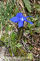 Gentiana verna (F298650) Gentiana verna (F298650)
