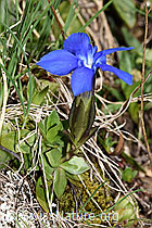 Gentiana verna (F298653) Gentiana verna (F298653)