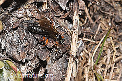 Pimpla rufipes (F298661) Pimpla rufipes (F298661)