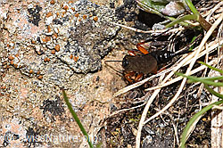 Pimpla rufipes (F298662) Pimpla rufipes (F298662)
