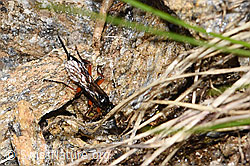Pimpla rufipes (F298665) Pimpla rufipes (F298665)
