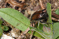 Phyllopertha horticola (F298675) Phyllopertha horticola (F298675)