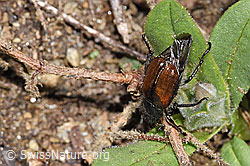 Phyllopertha horticola (F298676) Phyllopertha horticola (F298676)