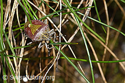 Dolycoris baccarum (F298678)
