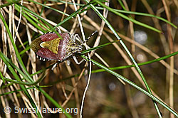 Dolycoris baccarum (F298679)