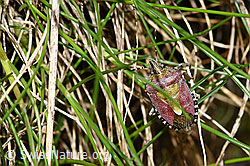 Dolycoris baccarum (F298680)