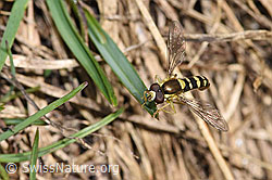 F298689: Sphaerophoria interrupta (Schwebfliege)