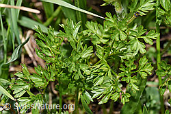 Anemone baldensis (F298703) Anemone baldensis (F298703)