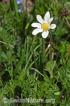 Anemone baldensis (18.06.2025, F298704)