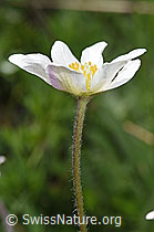 Anemone baldensis (F298705) Anemone baldensis (F298705)