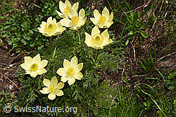 Pulsatilla alpina ssp. apiifolia (F298707) Pulsatilla alpina ssp. apiifolia (F298707)