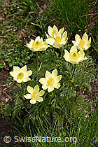 Pulsatilla alpina ssp. apiifolia (F298708) Pulsatilla alpina ssp. apiifolia (F298708)