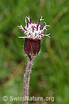 Homogyne alpina (18.06.2025, F298763)