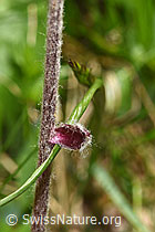F298764: Alpenlattich (Homogyne alpina)