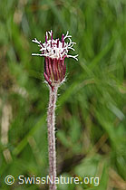 F298765: Alpenlattich (Homogyne alpina)