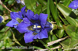 Gentiana acualis (18.06.2025, F298774)