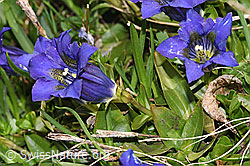 Gentiana acualis (18.06.2025, F298775)