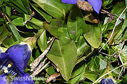 Gentiana acualis (F298777) Gentiana acualis (F298777)