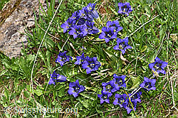 Gentiana acualis (F298780) Gentiana acualis (F298780)