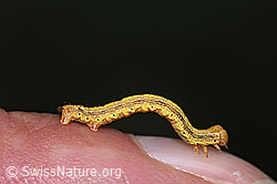 F298815: Orangegelber Breitflügelspanner Raupe (Agriopis aurantiaria)